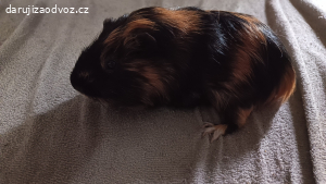 daruji za odvoz morčátka