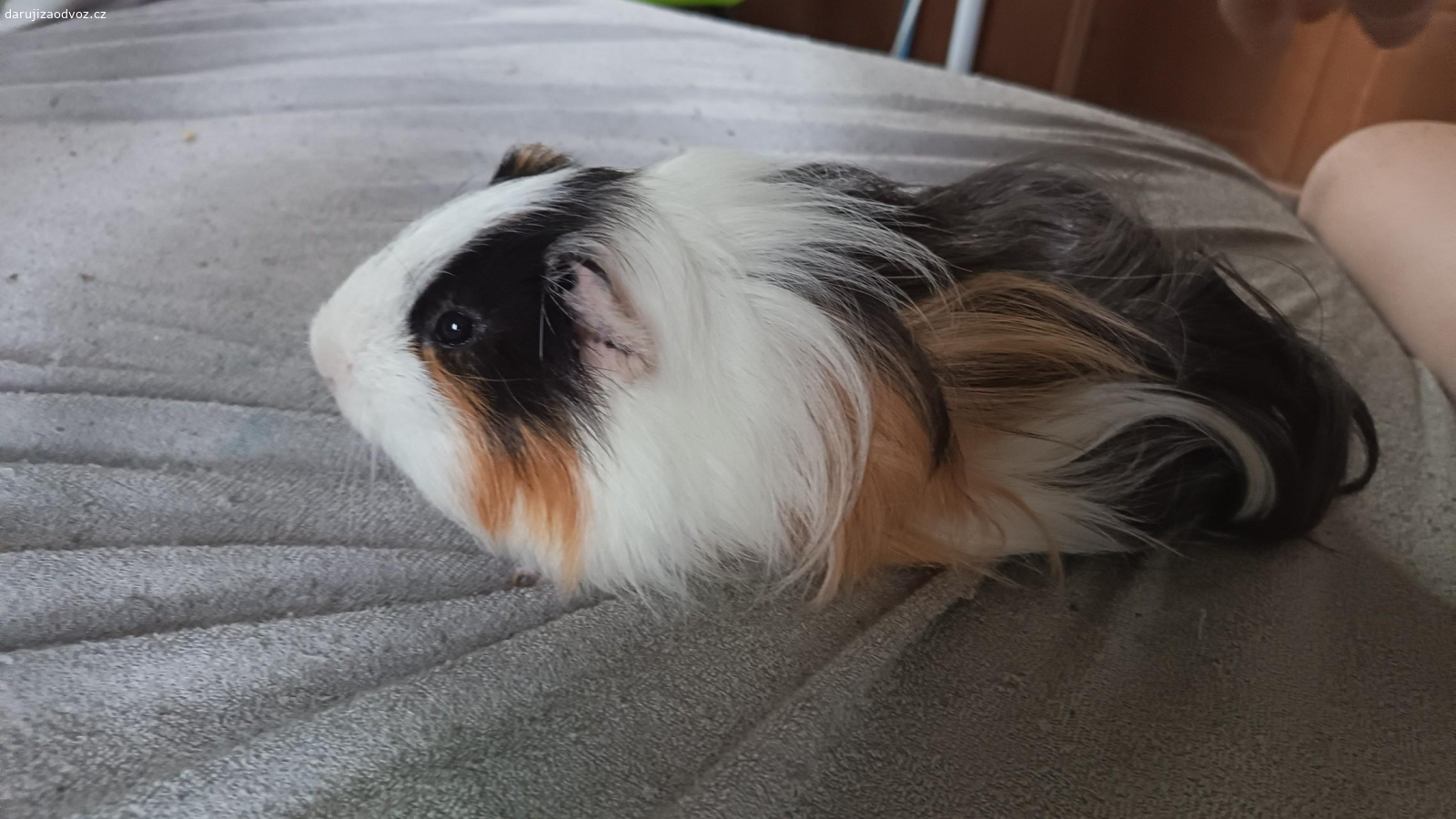 daruji za odvoz morčátka. hledám domov pro morčátka sem z