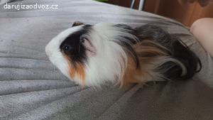 daruji za odvoz morčátka