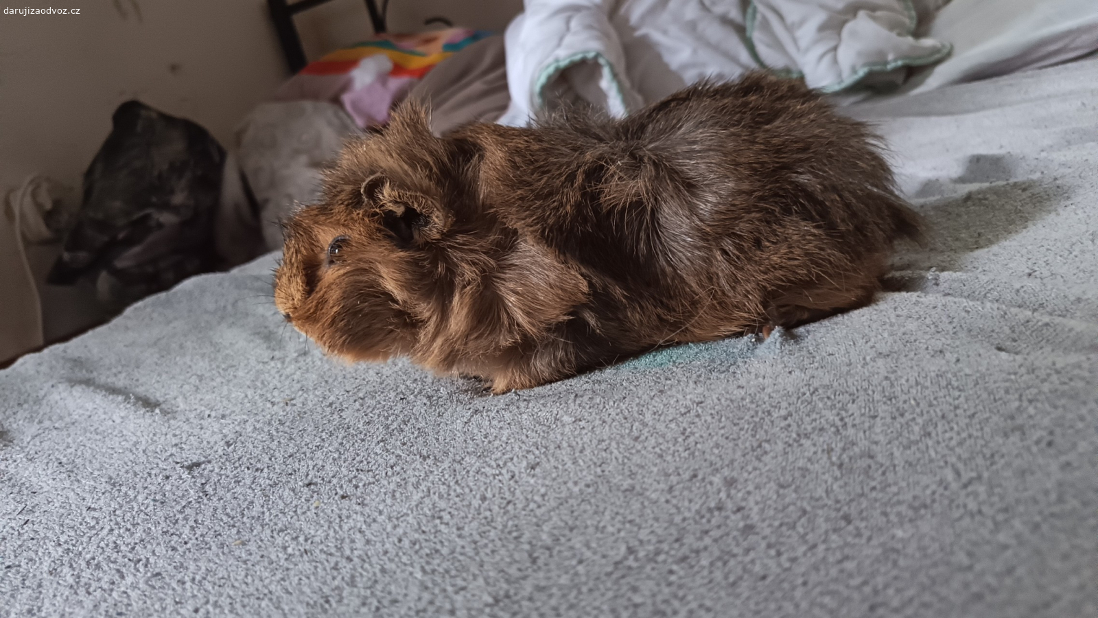 daruji za odvoz morčátka. hledám domov pro morčátka sem z