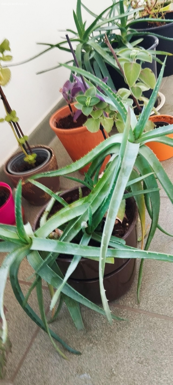 Daruji za odvoz. Pokojové rostliny mix Aloe Vera 2 druhý, vánoční kaktus růžový a žluty , rymovnik atd víz foto