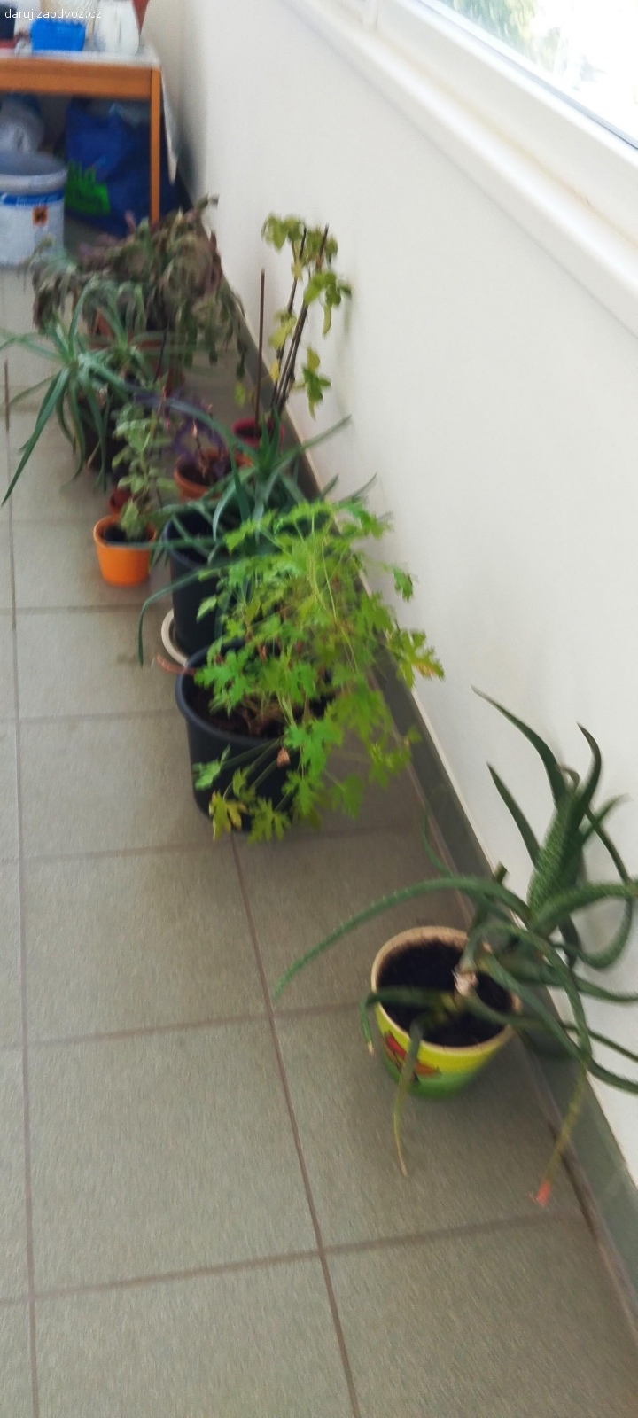 Daruji za odvoz. Pokojové rostliny mix Aloe Vera 2 druhý, vánoční kaktus růžový a žluty , rymovnik atd víz foto