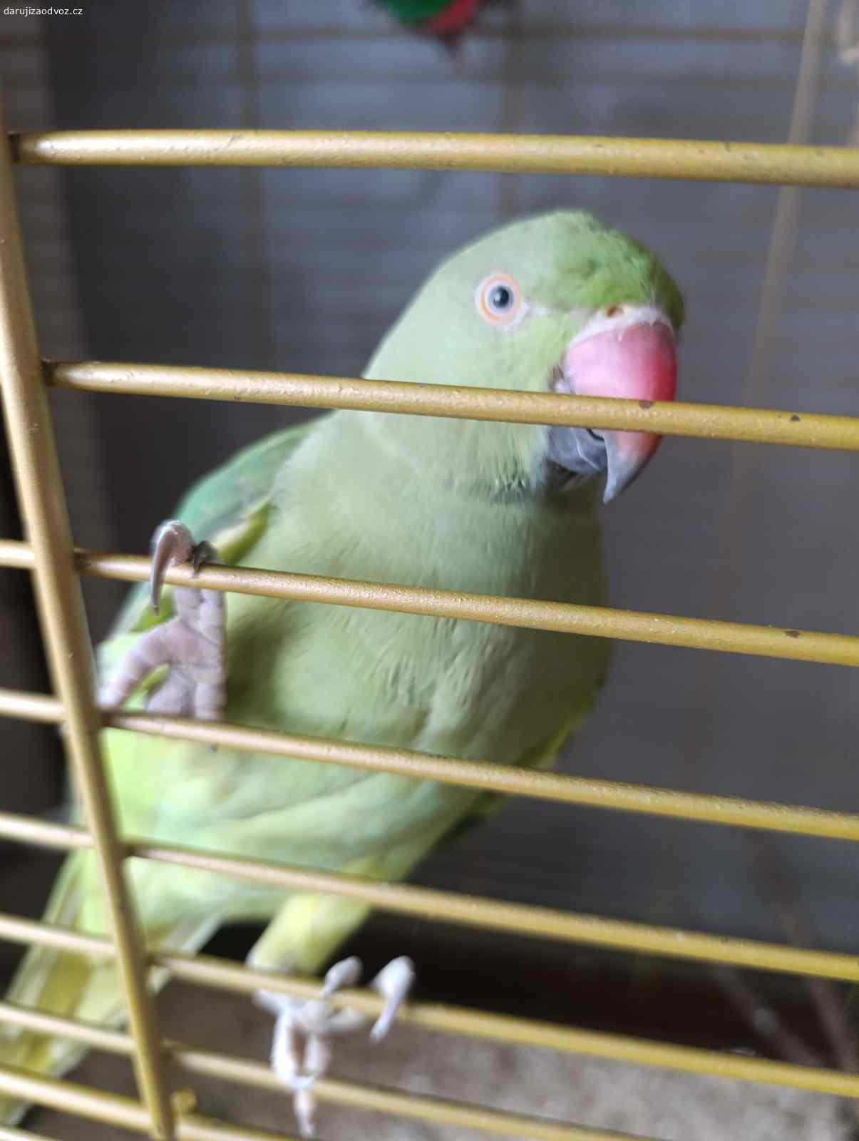 Daruji zvířata. Dobrý den,daruji dvě kočičky, papouška Alexandra malého a králíčka.Foto kdyžtak zašlu.