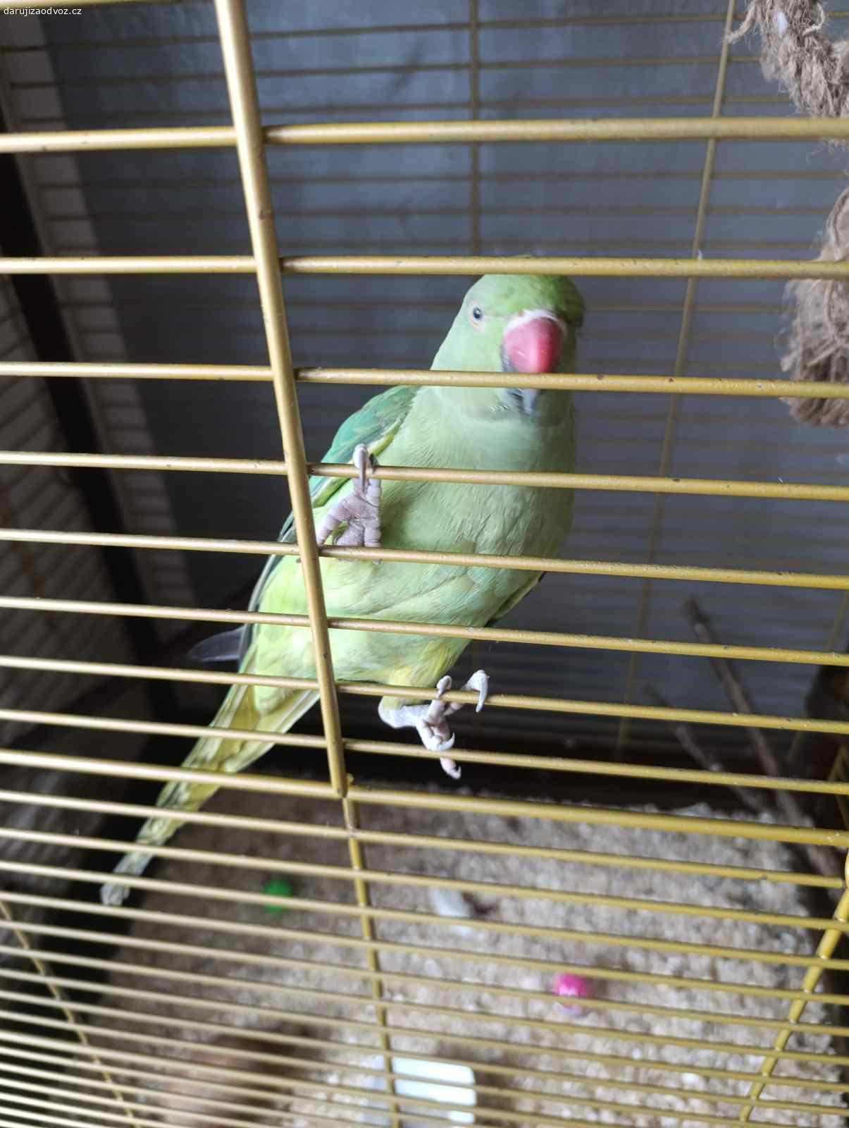 Daruji zvířata. Dobrý den,daruji dvě kočičky, papouška Alexandra malého a králíčka.Foto kdyžtak zašlu.