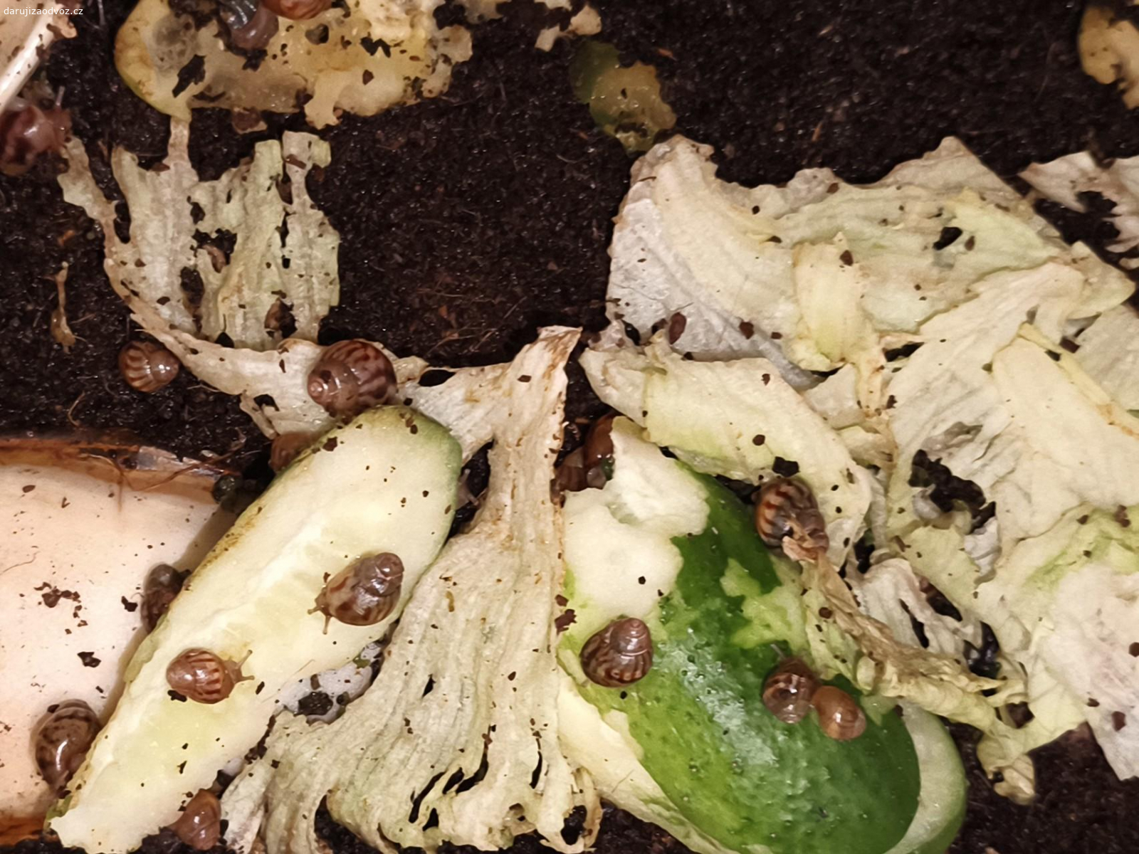 Daruji. Daruji nenáročné africké šnečky. Dovoz  možný Litvínov, Most, Horní Jiřetín, Žatec