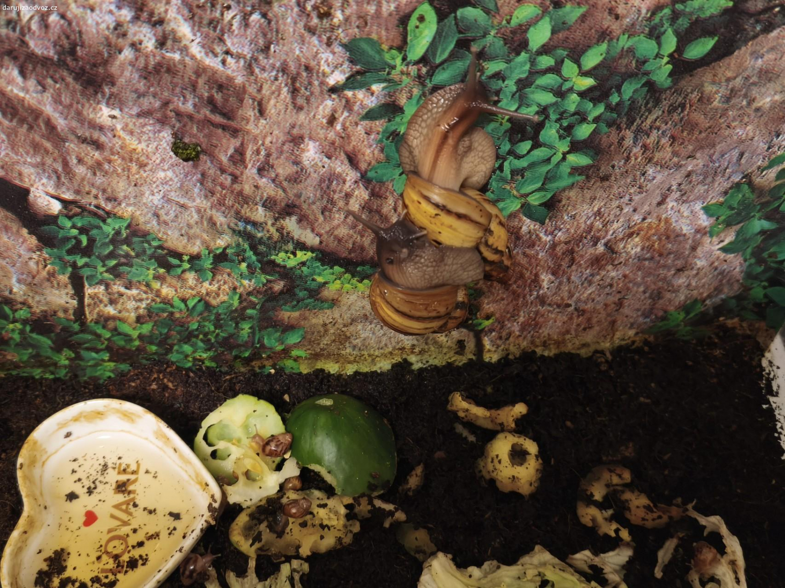 Daruji. Daruji nenáročné africké šnečky. Dovoz  možný Litvínov, Most, Horní Jiřetín, Žatec