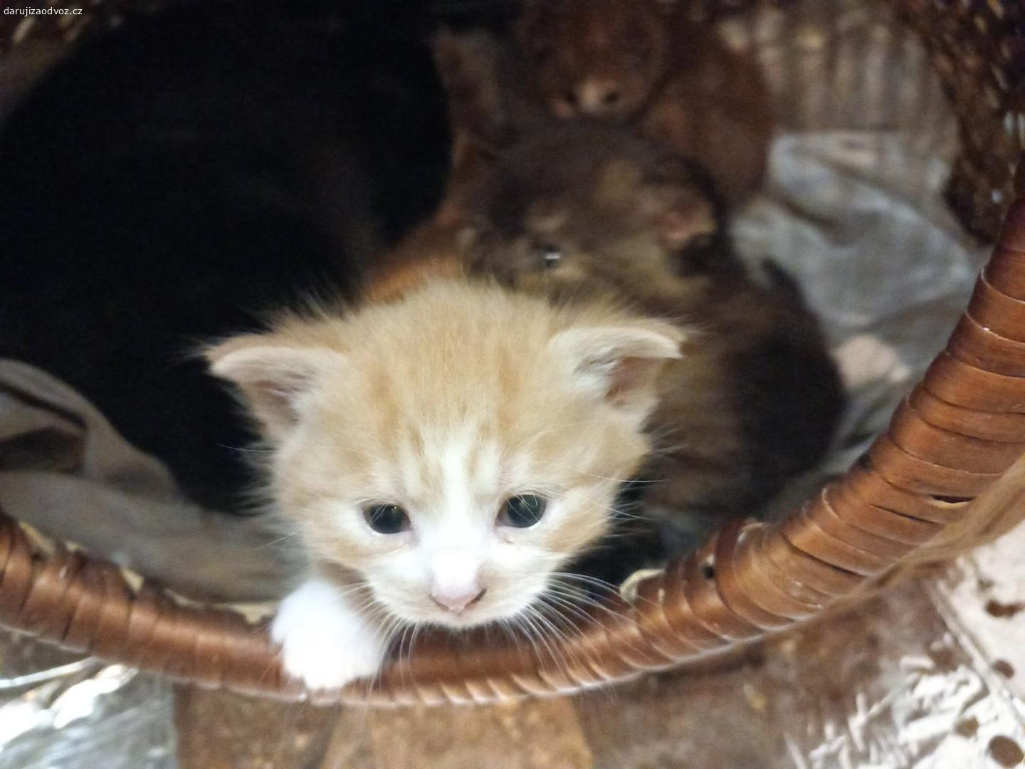 daruji. kotatka 3,kluk ,holky 2 3 mesice ,WC, papaji vse