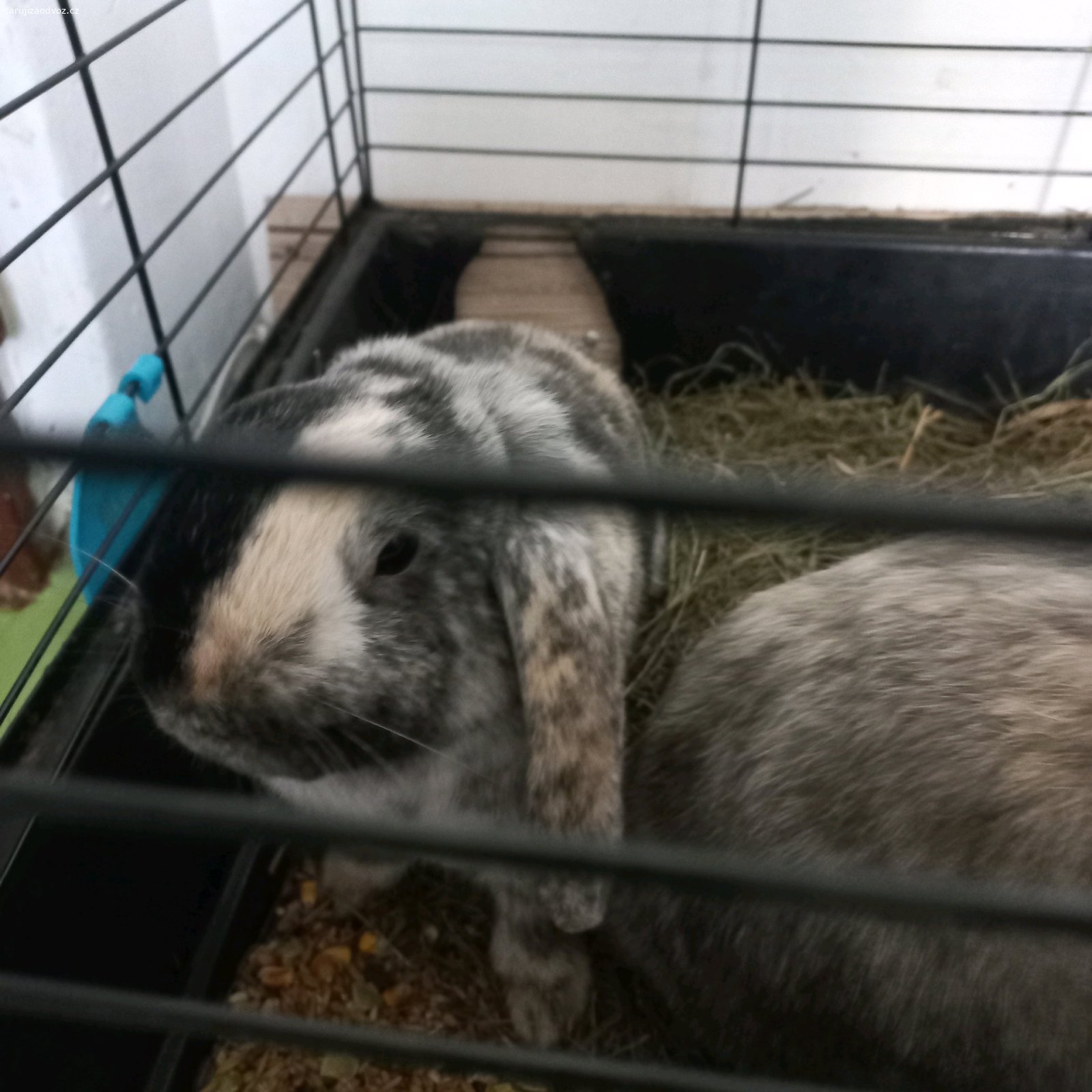 Daruji. Dva králíky i s klecí