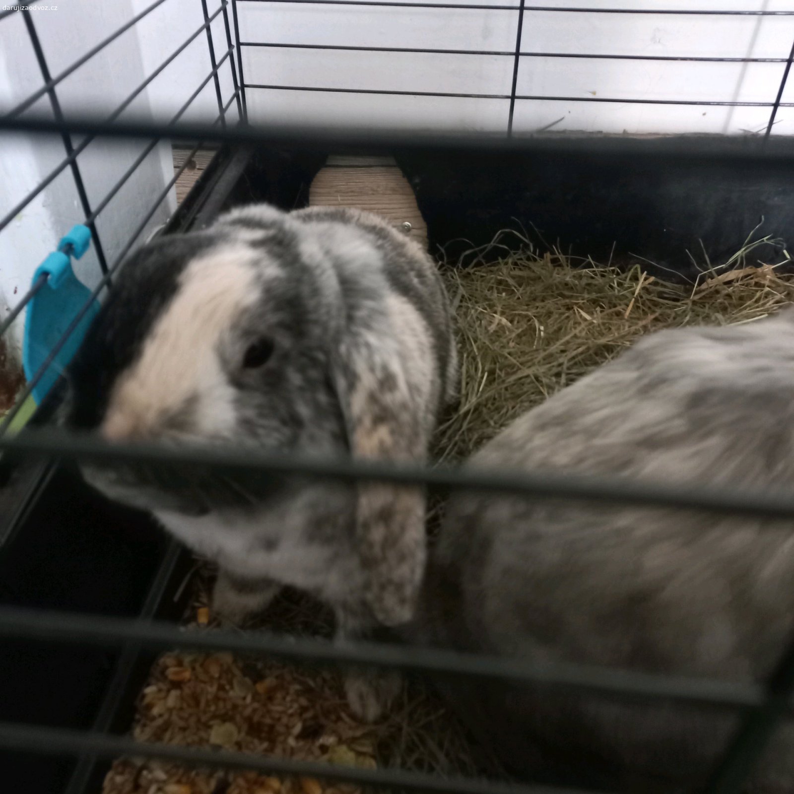 Daruji. Dva králíky i s klecí