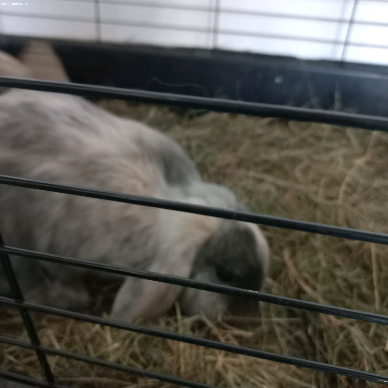 Daruji. Dva králíky i s klecí