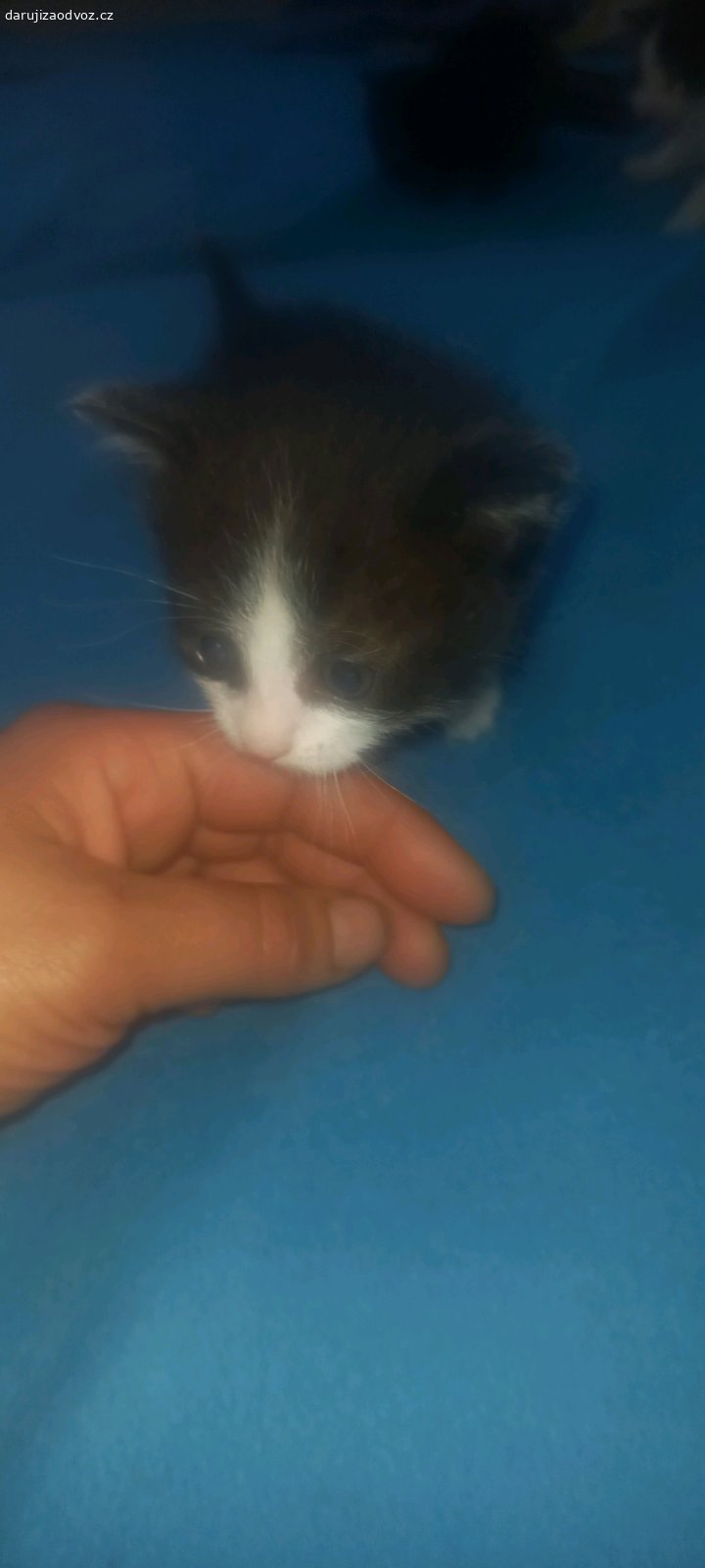 daruji. koťátka narozena před 4tydny k odběru za měsíc!