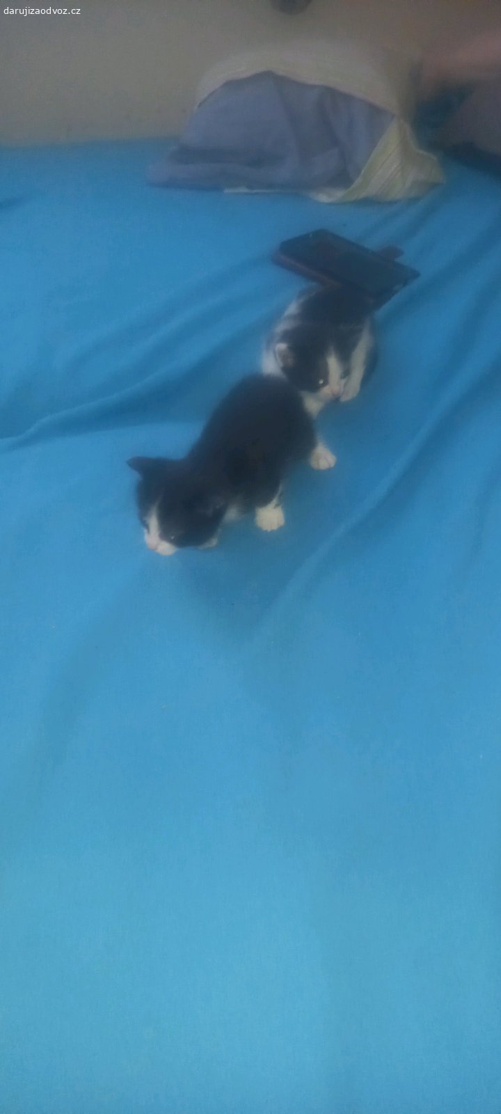 daruji. koťátka narozena před 4tydny k odběru za měsíc!