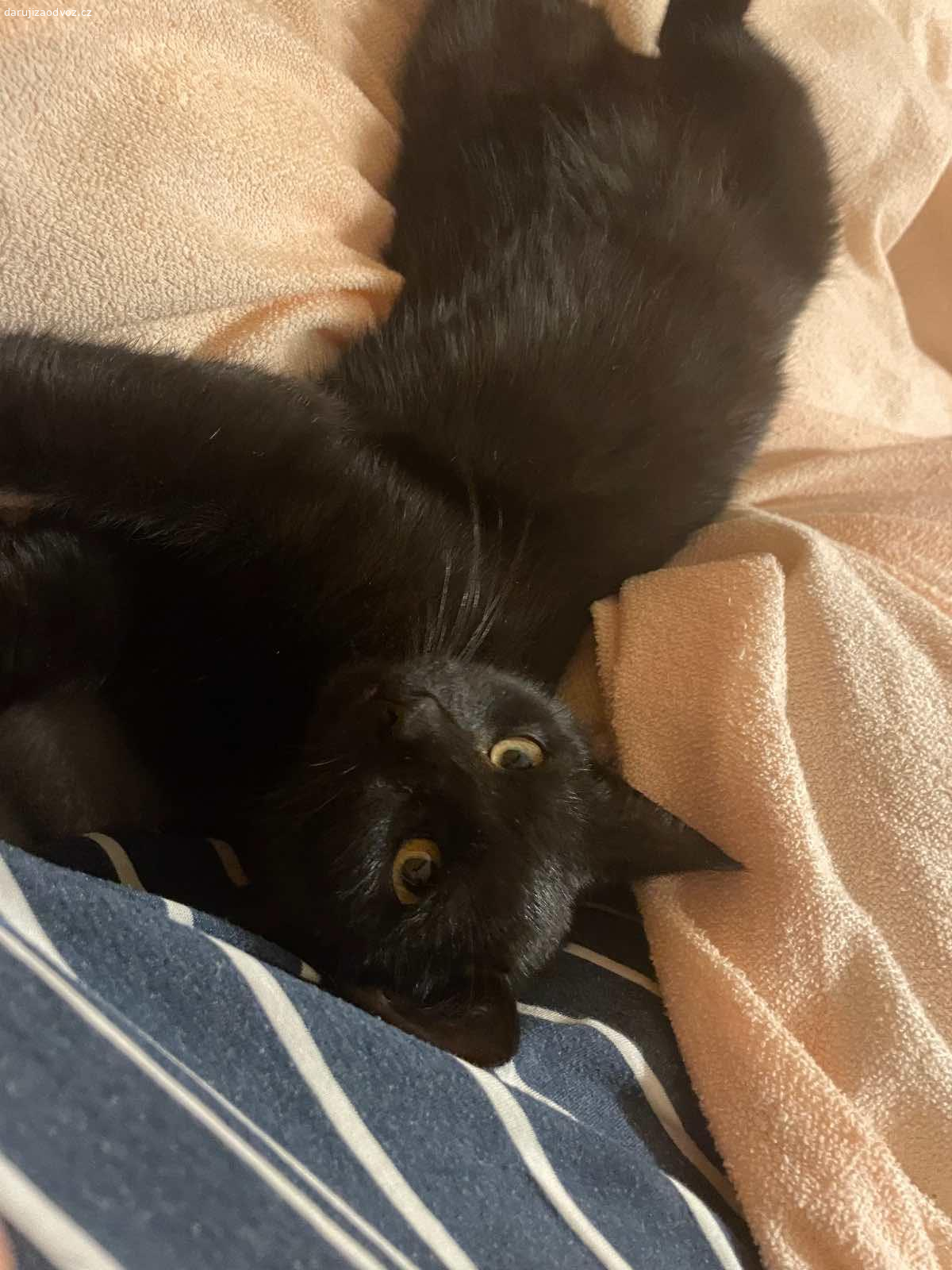 Daruju 2 kocourky. Jsou moc laskavé 2 kocourky je jim skoro 6 měsíců , vaha 2 kg jeden . Jmenují se Felix a Tom