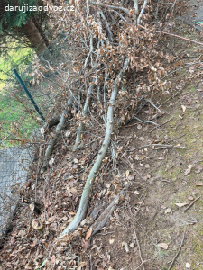 dřevo a roští daruji za odvoz