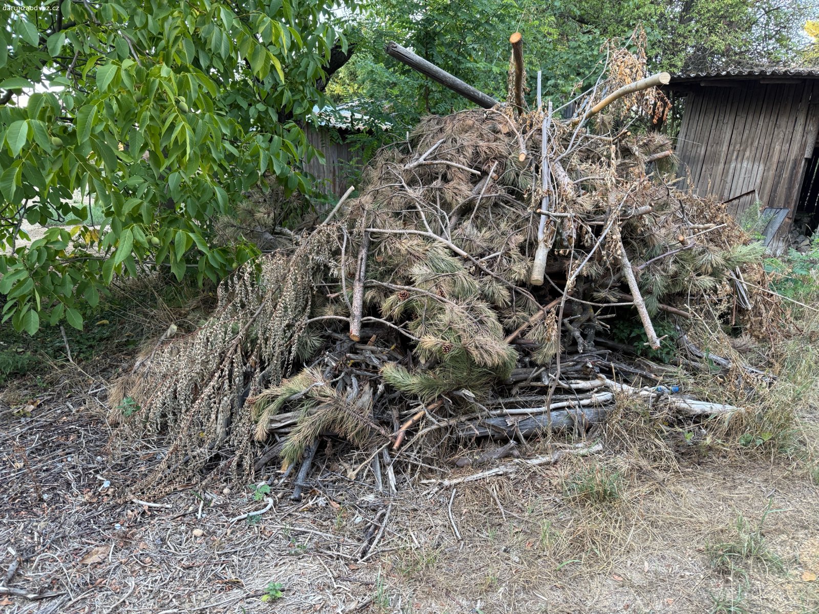 Dřevo na ztopení. hromada různých větví, je  v tom jedna cca 5m borovice, nějaké nálety, většina už suchá