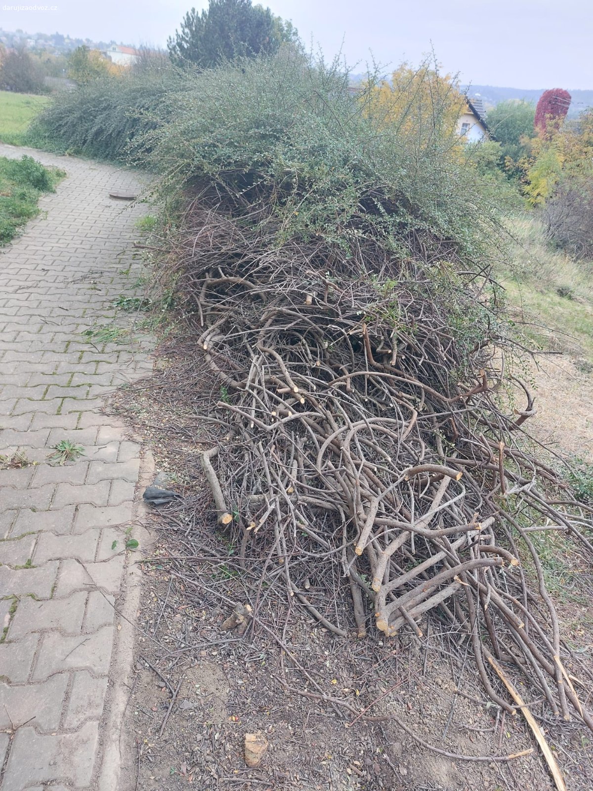 Dřevo z 20letého keře (skalník). Daruji za odvoz dřevo ze zlikvidovaného 20letého keře (skalník). Hromada je odhadem 2m vysoká a cca 4 metry dlouhá, jsou tam klacíky v průměru 0,5cm, ale také průměr 3-4 cm. Dřevo z keře je opravdu tvrdé. Říčany u Prahy.