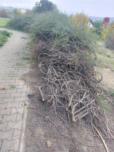 Dřevo z 20letého keře (skalník)