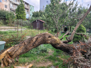 Dřevo za rozřezání a odvoz