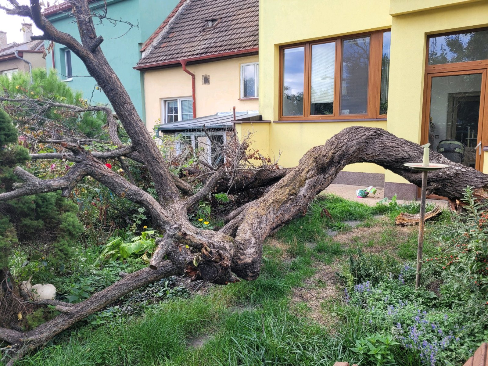 Dřevo za rozřezání a odvoz. Spadla nám stará meruňka.  Pokud bude mít někdo zájem,  tak si ji může rozřezat a odvézt. Případné připojení k elektrice zajistíme.
