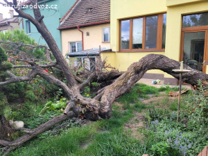 Dřevo za rozřezání a odvoz