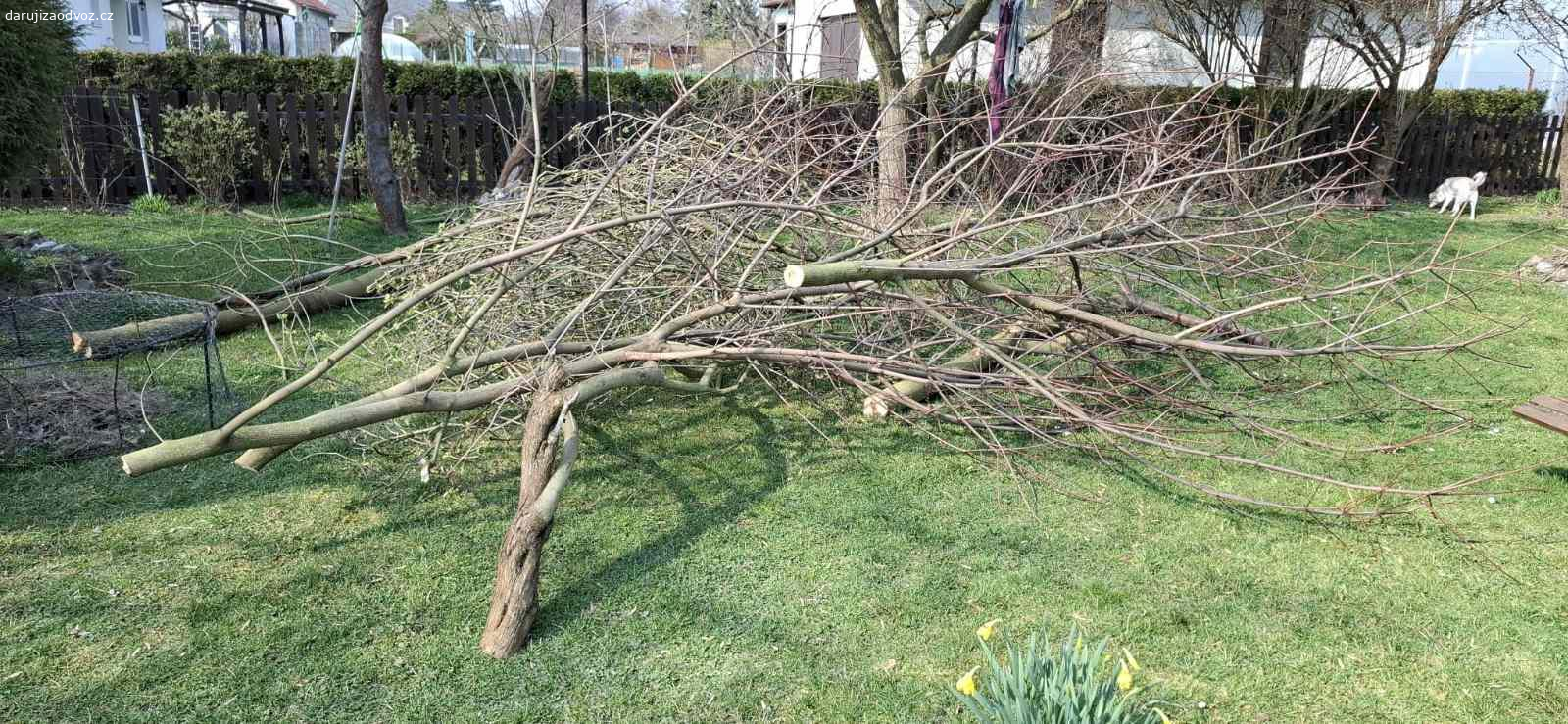 Dřevo ZDARMA za odvoz. Daruji za odvoz dřevo - jabloň, javor