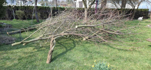 Dřevo ZDARMA za odvoz