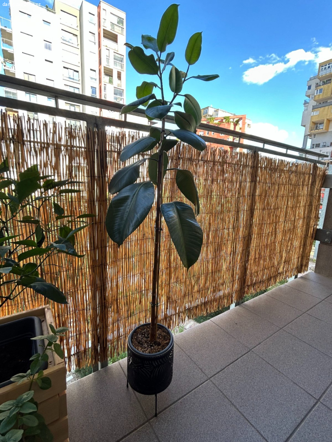 Ficus Elastica