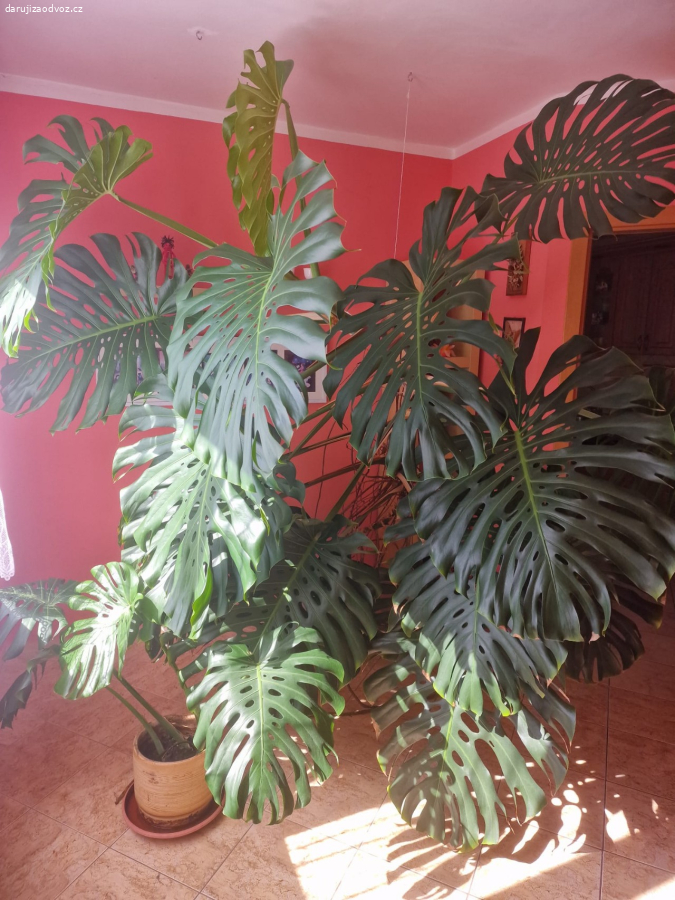 Filodendron (monstera)