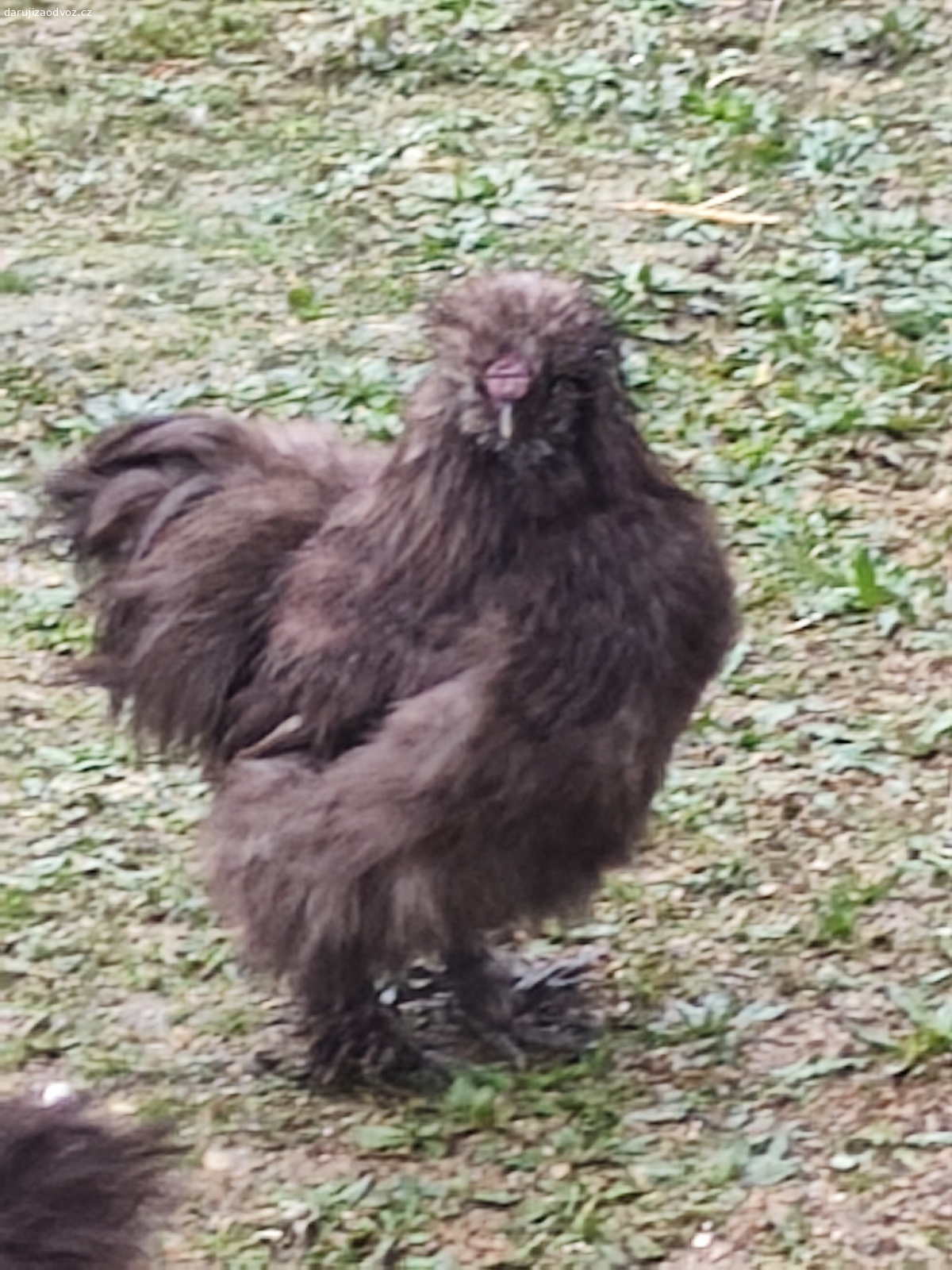 Hedvábnička USA. Daruji čokoládového kohoutka hedvábničky lihnutý letos v květnu, na hlídání malého hejna slepiček