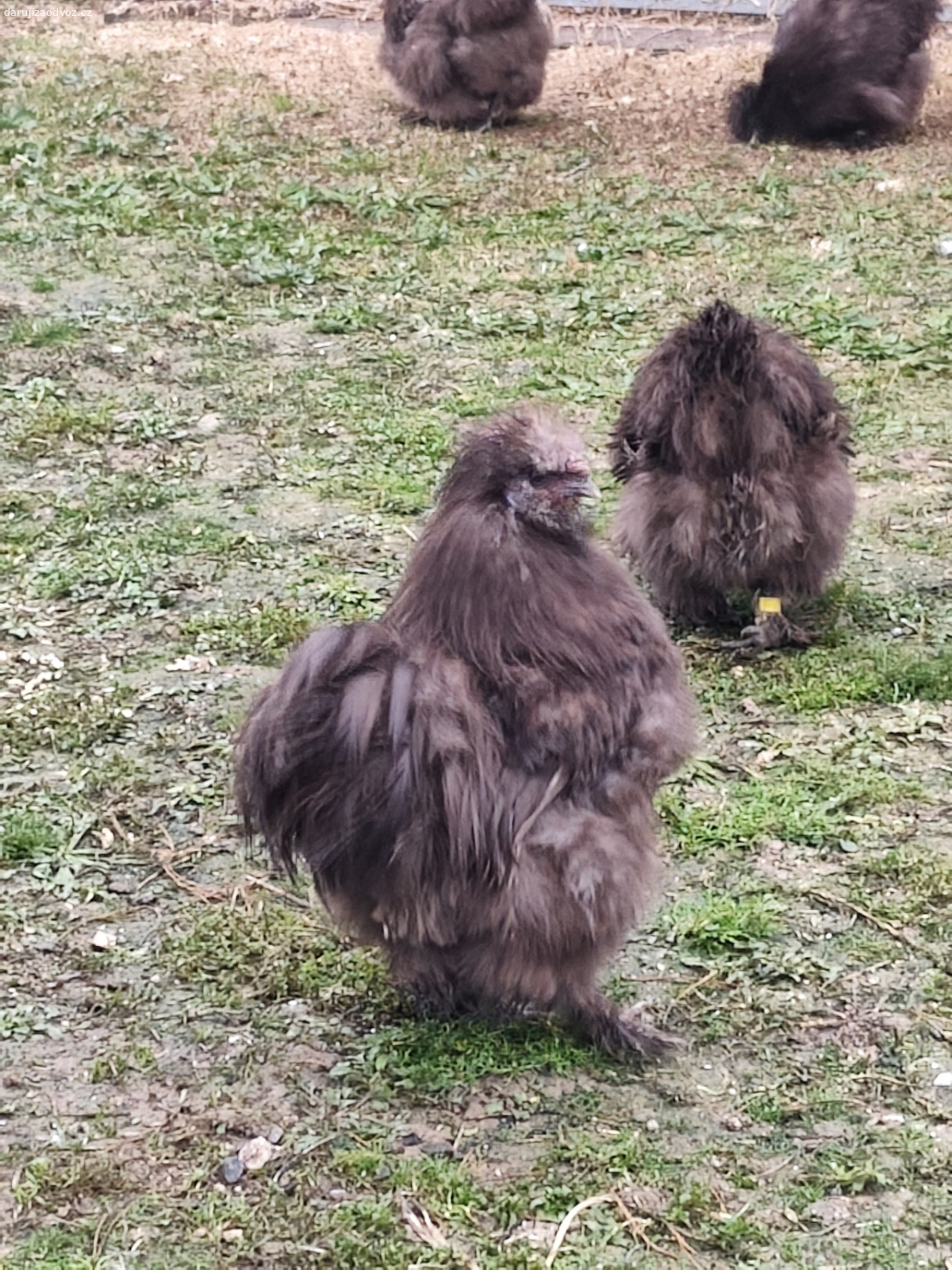 Hedvábnička USA. Daruji čokoládového kohoutka hedvábničky lihnutý letos v květnu, na hlídání malého hejna slepiček