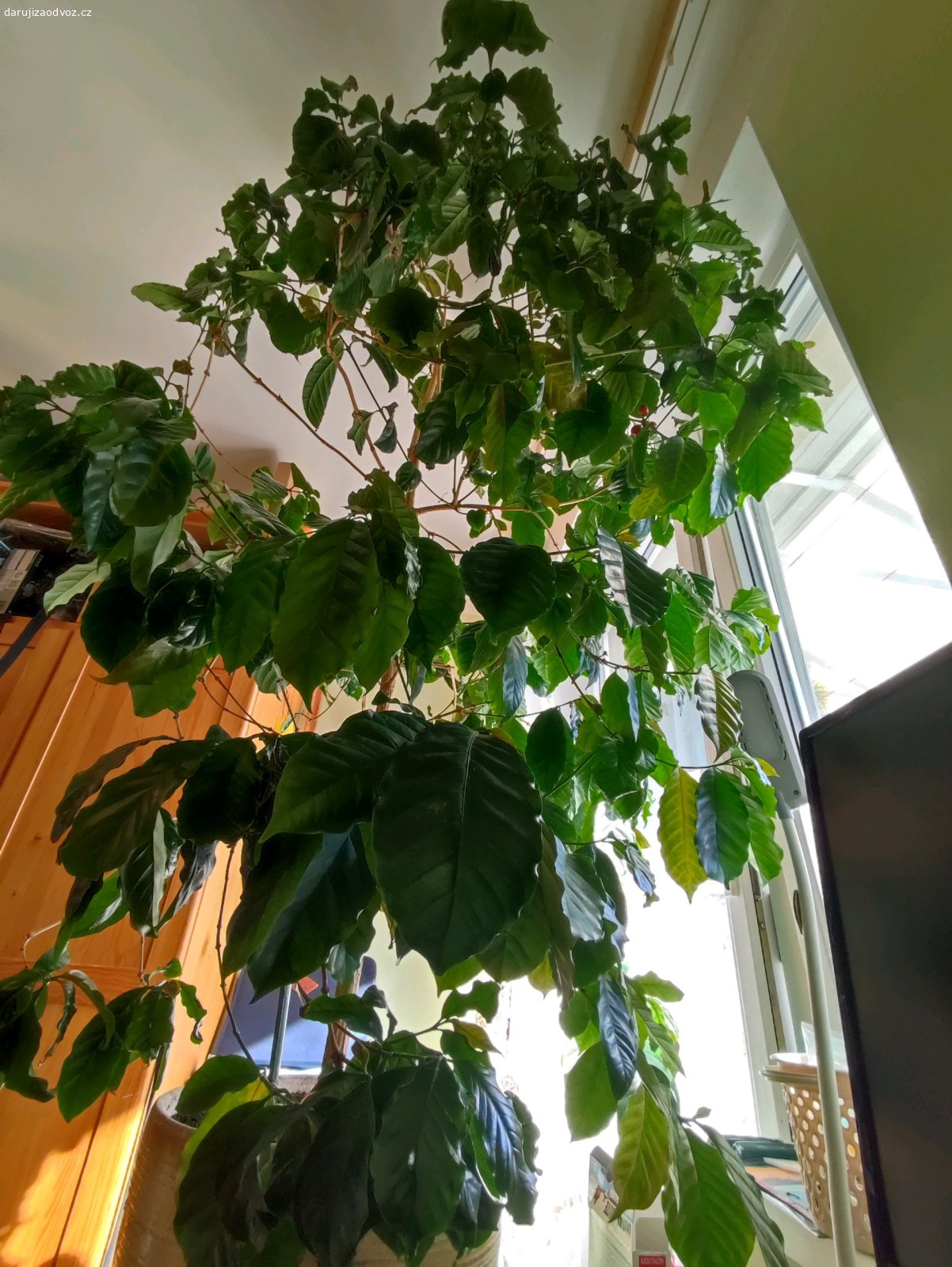 Kávovník. Tento plodící stromek kávovníku (Coffee Arabica) v.165cm. Květináč může být jiný.
Neposílám. Pouze osobní odběr. Po Praze 9 můžu dovézt po domluvě. Pište SMS.