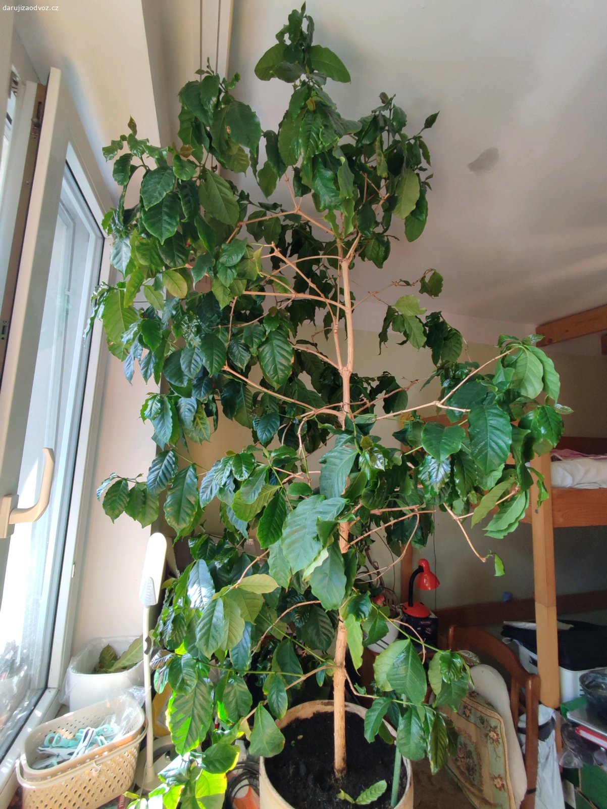 Kávovník. Tento plodící stromek kávovníku (Coffee Arabica) v.165cm. Květináč může být jiný.
Neposílám. Pouze osobní odběr. Po Praze 9 můžu dovézt po domluvě. Pište SMS.