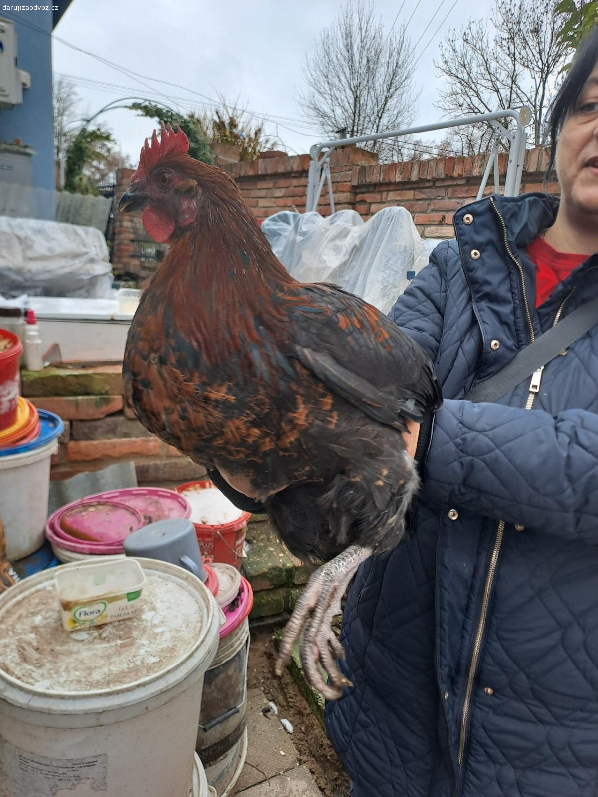 Kohoutek. Vyměním letošního kohoutka, za nějaké ovoce/zeleninu pro deti, nebo za zobání pro slepičky.  Je zatím mladý- ještě nekokrhá, ale bude ho pořádný kus, je to mix Darkshell. Už teď přerostl našeho Vlašáka. Nese gen tmavě hnědých 