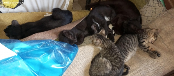 Daruji koťata. Čtyři koťata. Mourované, černé a dvě černobílé se znaky. Jsou ochočená a mazlivá.