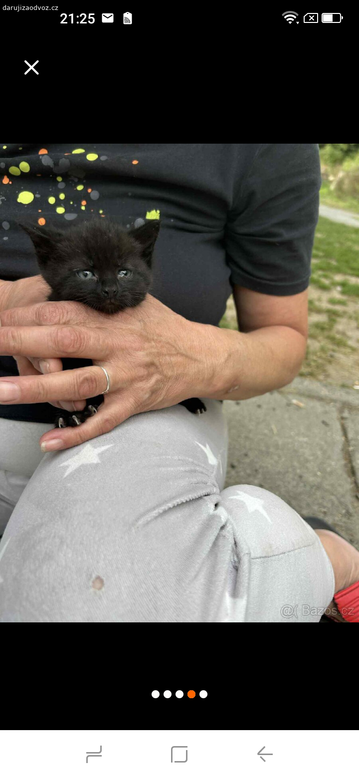Koťátka. Dobrý večer daruji koťátka to dobrých rukou