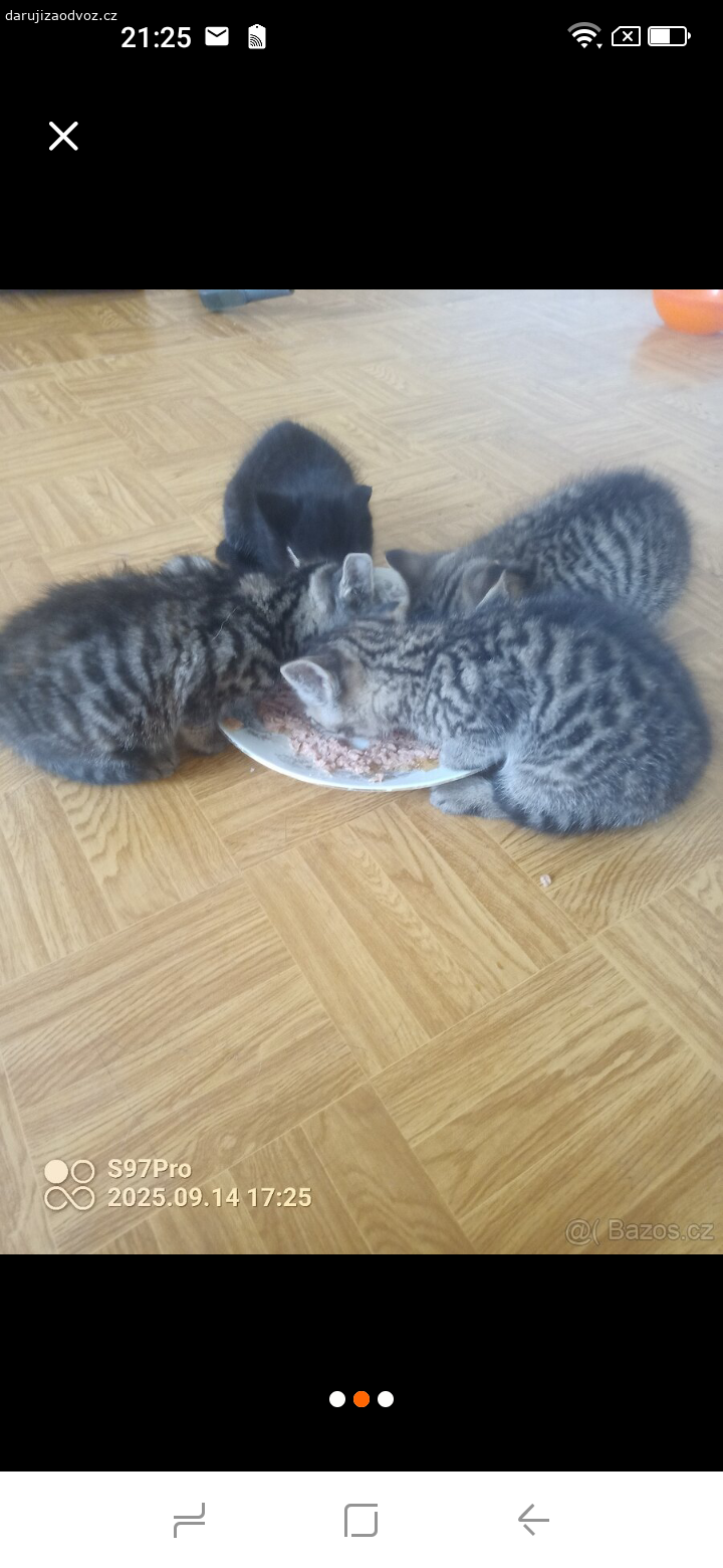 Koťátka. Dobrý večer daruji koťátka to dobrých rukou