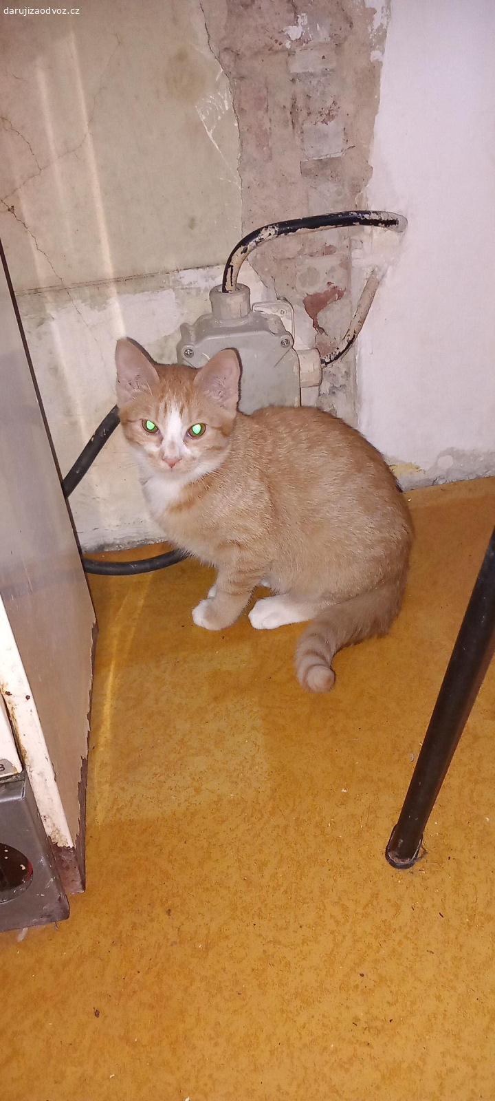 kotatka. daruji kotatka 2 holčičky 4 mes.stare Zrzava, černo hnědá.