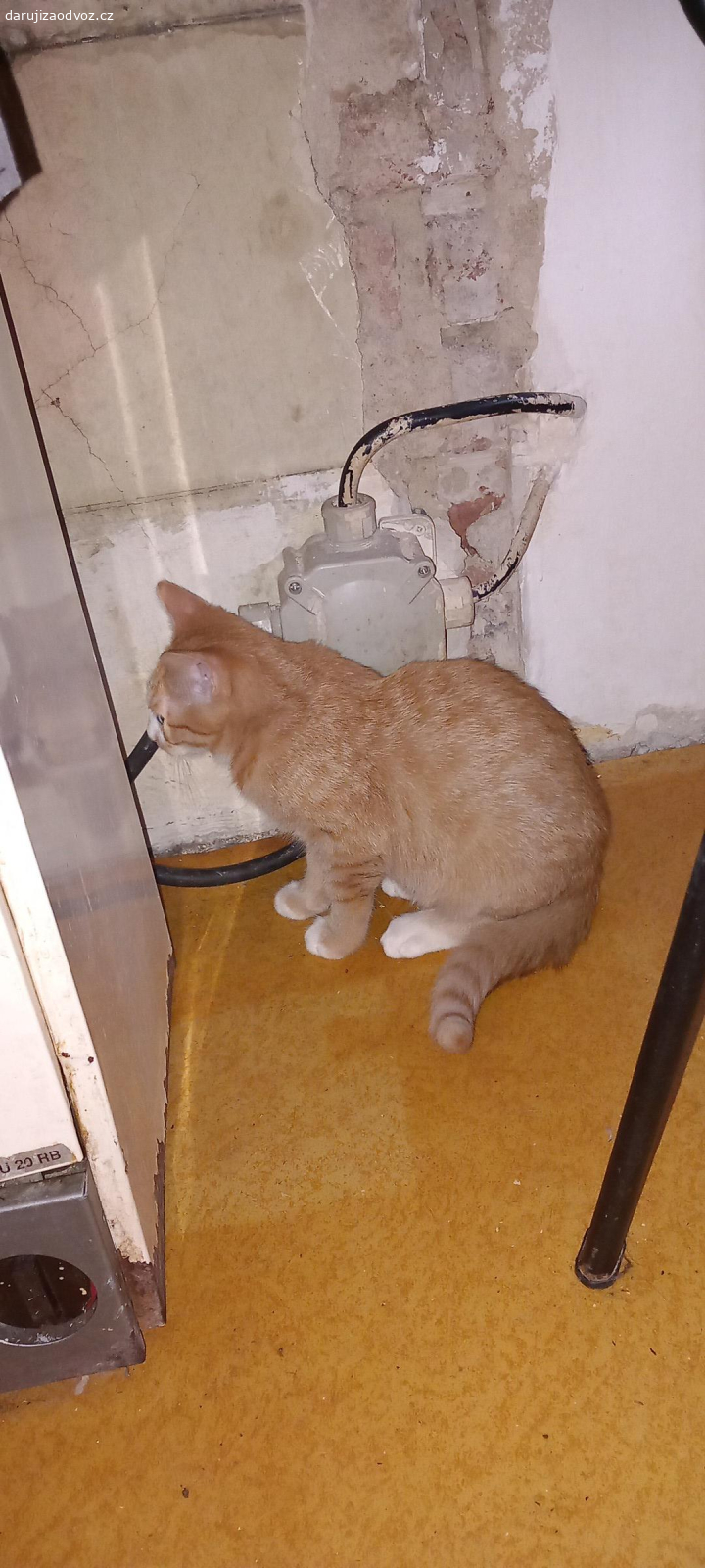 kotatka. daruji kotatka 2 holčičky 4 mes.stare Zrzava, černo hnědá.