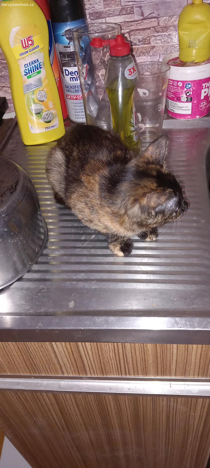 kotatka. daruji kotatka 2 holčičky 4 mes.stare Zrzava, černo hnědá.