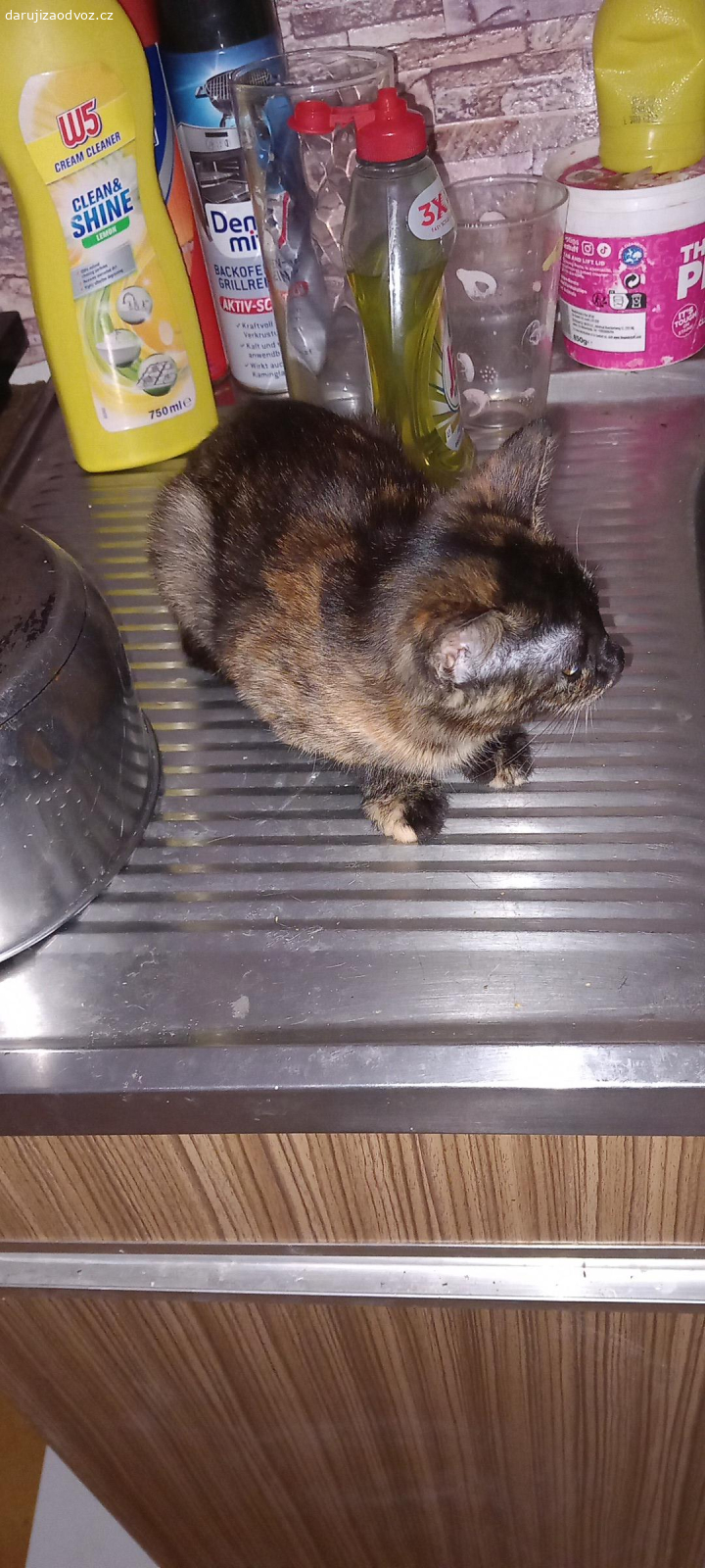 kotatka. daruji kotatka 2 holčičky 4 mes.stare Zrzava, černo hnědá.