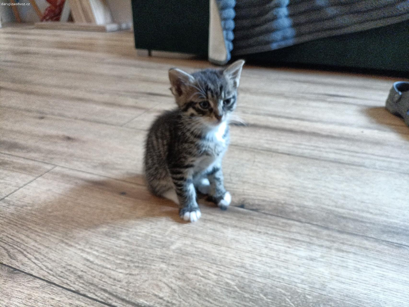 kotě. daruji koťata,jsou krásné zdravé na poslední fotce.  mama