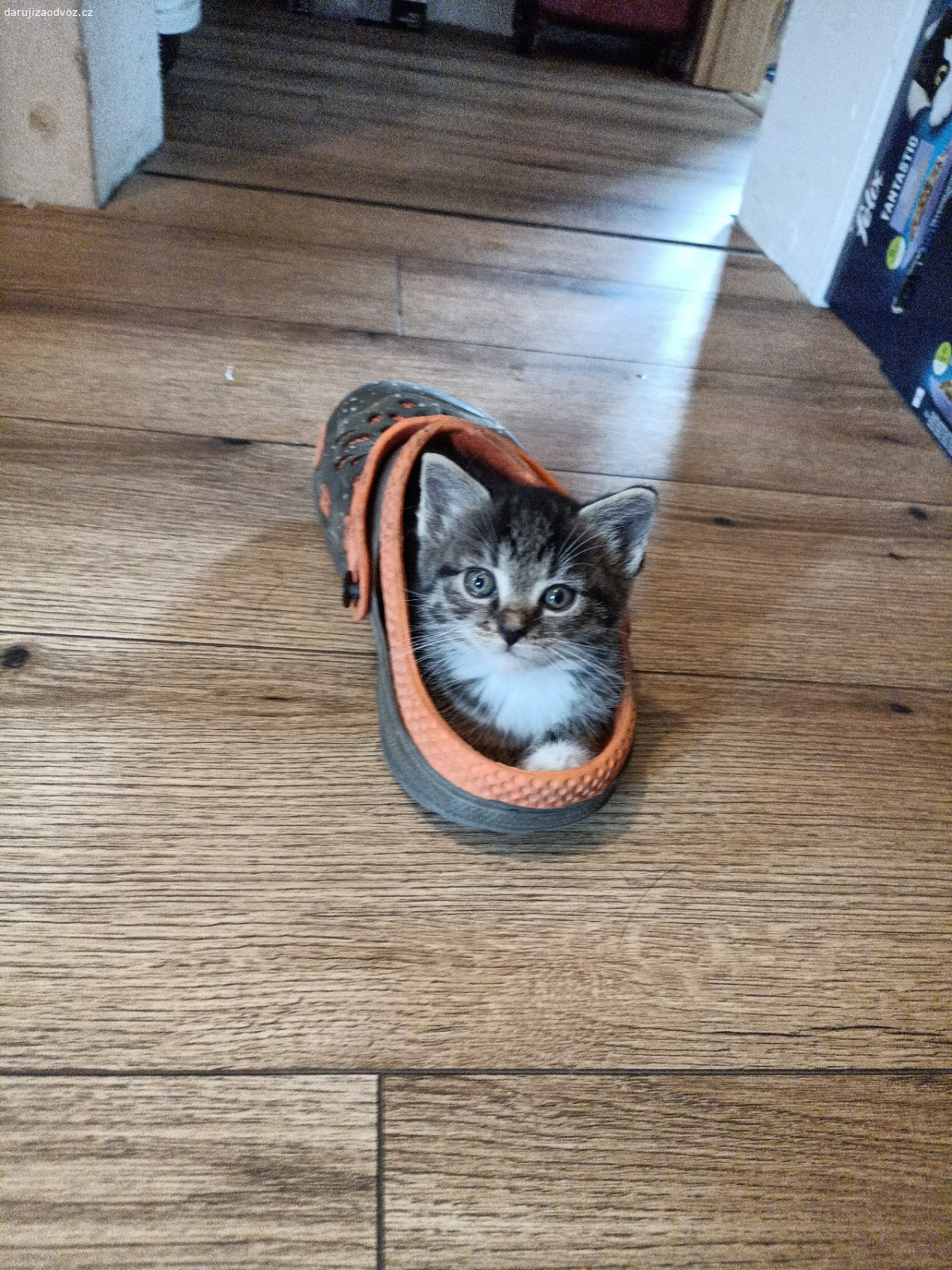 kotě. daruji koťata,jsou krásné zdravé na poslední fotce.  mama