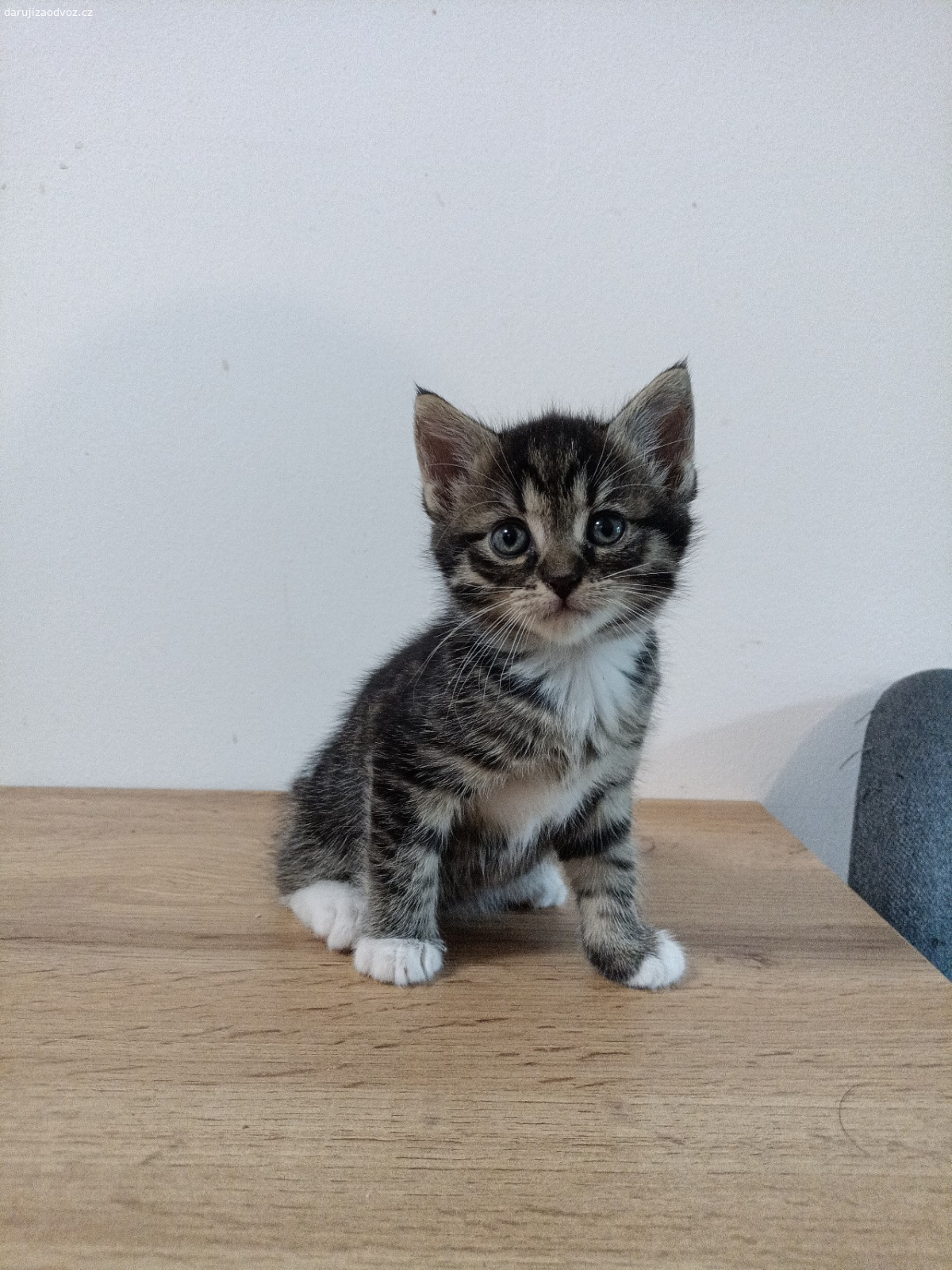 kotě. daruji koťata,jsou krásné zdravé na poslední fotce.  mama