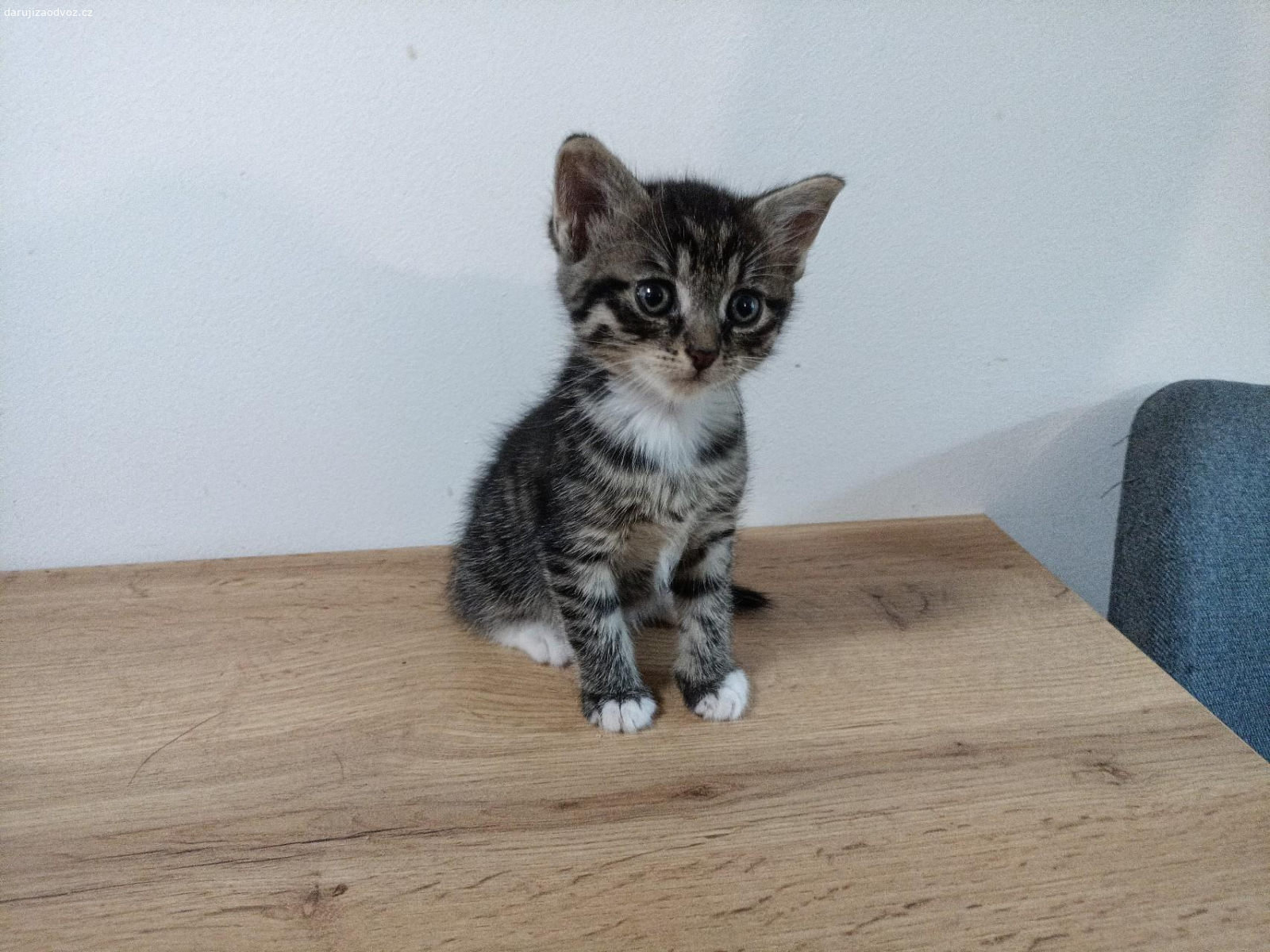 kotě. daruji koťata,jsou krásné zdravé na poslední fotce.  mama