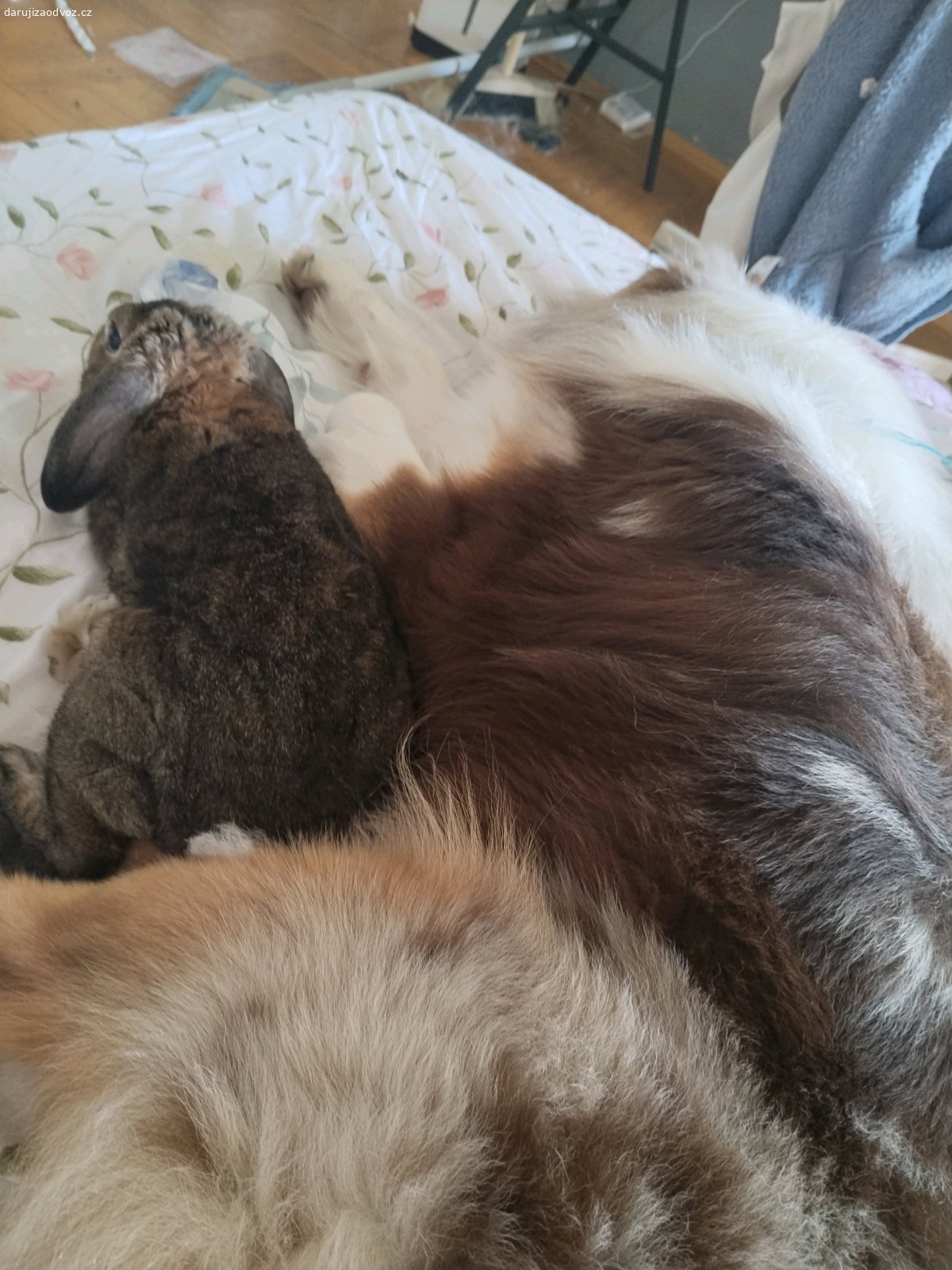 králíček a činčilí kluk. ? Darujeme králíčka a činčilího chlapečka do dobrých rukou ❤️

Hledáme milující a zodpovědný domov pro ročního králíčka a ročního činčilího kluka. Oba jsou nekastrovaní a oba se ke mně dostali ze špatných podmínek, kde o ně nebylo dobře postaráno. Zachránila jsem je a zajistila jim bezpečný azyl, kde jsou nyní v pořádku a v bezpečí. ❤️

? Králíček je velmi mazlivý, hodný a zvyklý na volný pohyb po bytě. Vychází bez problémů s mými kočkami i psy a je zvyklý na společnost dalších zvířat.

? Činčilí kluk je také přibližně rok starý, nekastrovaný a pochází ze stejných podmínek. I jemu teď hledám nový a hlavně trvalý domov, kde bude mít dostatek péče, prostoru a lásky.

Bohužel už mám doma větší počet zvířat, a proto jim nemohu nabídnout domov natrvalo. Nechci je ale dát jen tak někomu – hledám pro ně opravdu dobré a zodpovědné ruce, kde budou v bezpečí a budou bráni jako členové rodiny. ❤️

Momentálně mají zajištěný azyl, takže na ně nespěchám. Nejdůležitější je pro mě najít jim ten správný