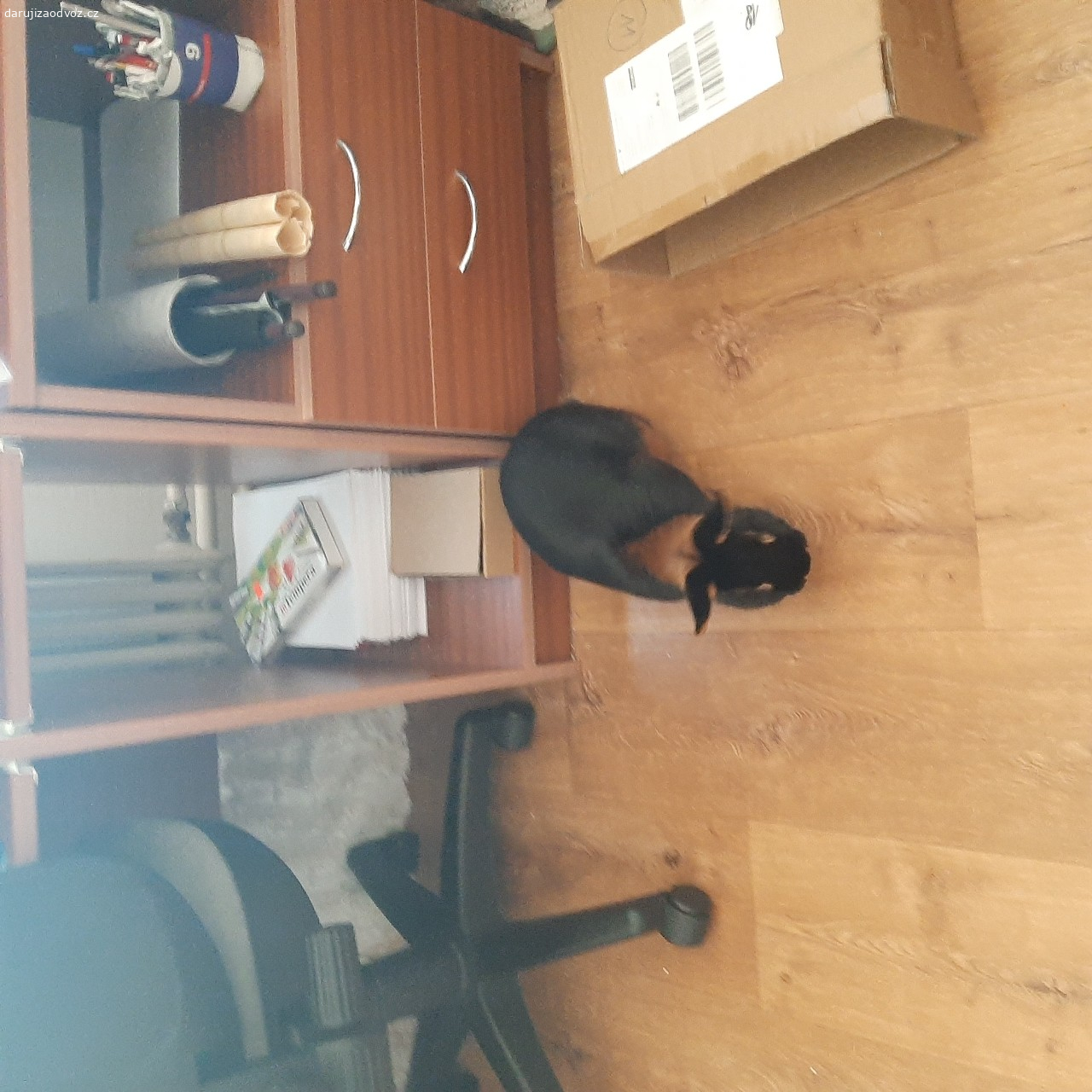 kralik. daruji králíka trisloveho mazlicek