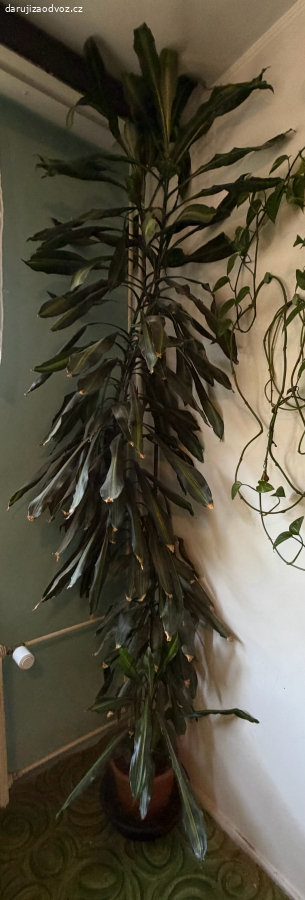 Krásná vzrostlá dracena - SPĚCHÁ
