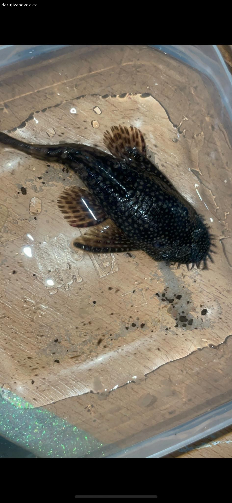 Krunýřovec asi 7 cm. daruji za odvoz
žil z bojovnicemi