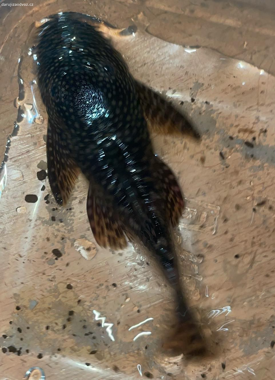Krunýřovec asi 7 cm. daruji za odvoz
žil z bojovnicemi