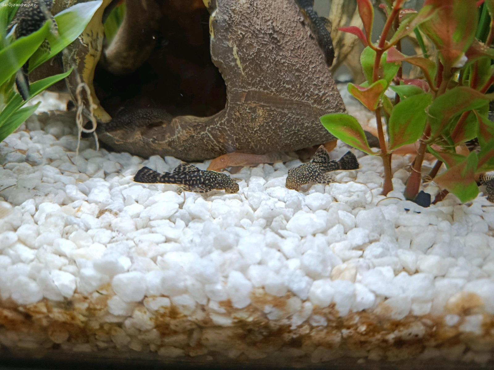 krunýřovec. daruji,máme jich hodně.